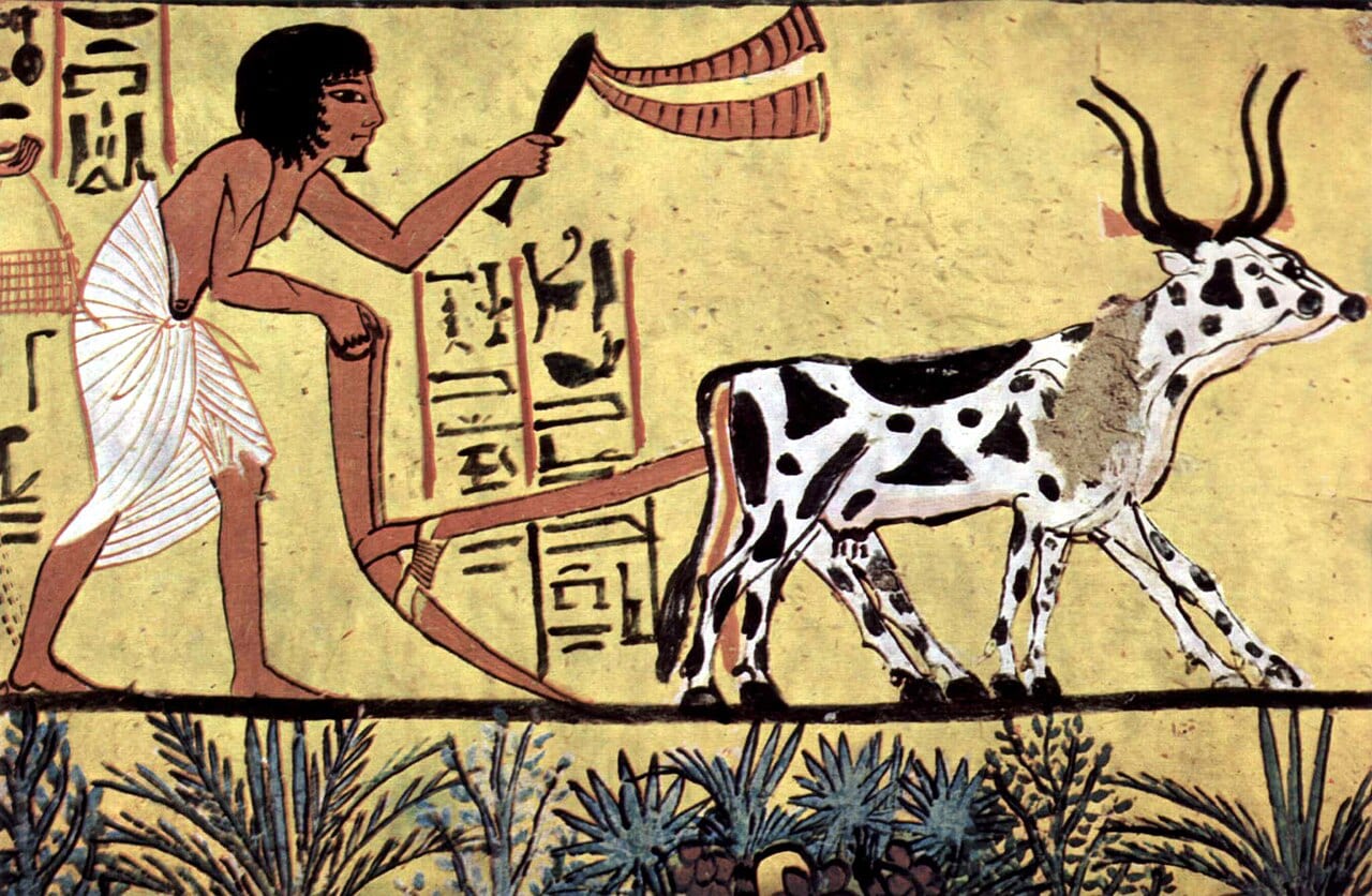 Un paysan laboure son champ avec une charrue tirée par des bœufs