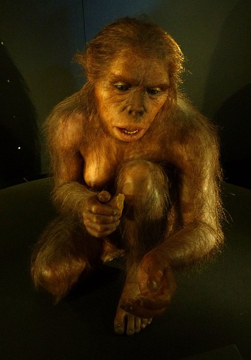 Homo Habilis